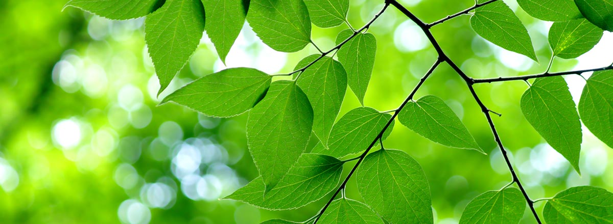 Sunlight shining through green leaves on a tree