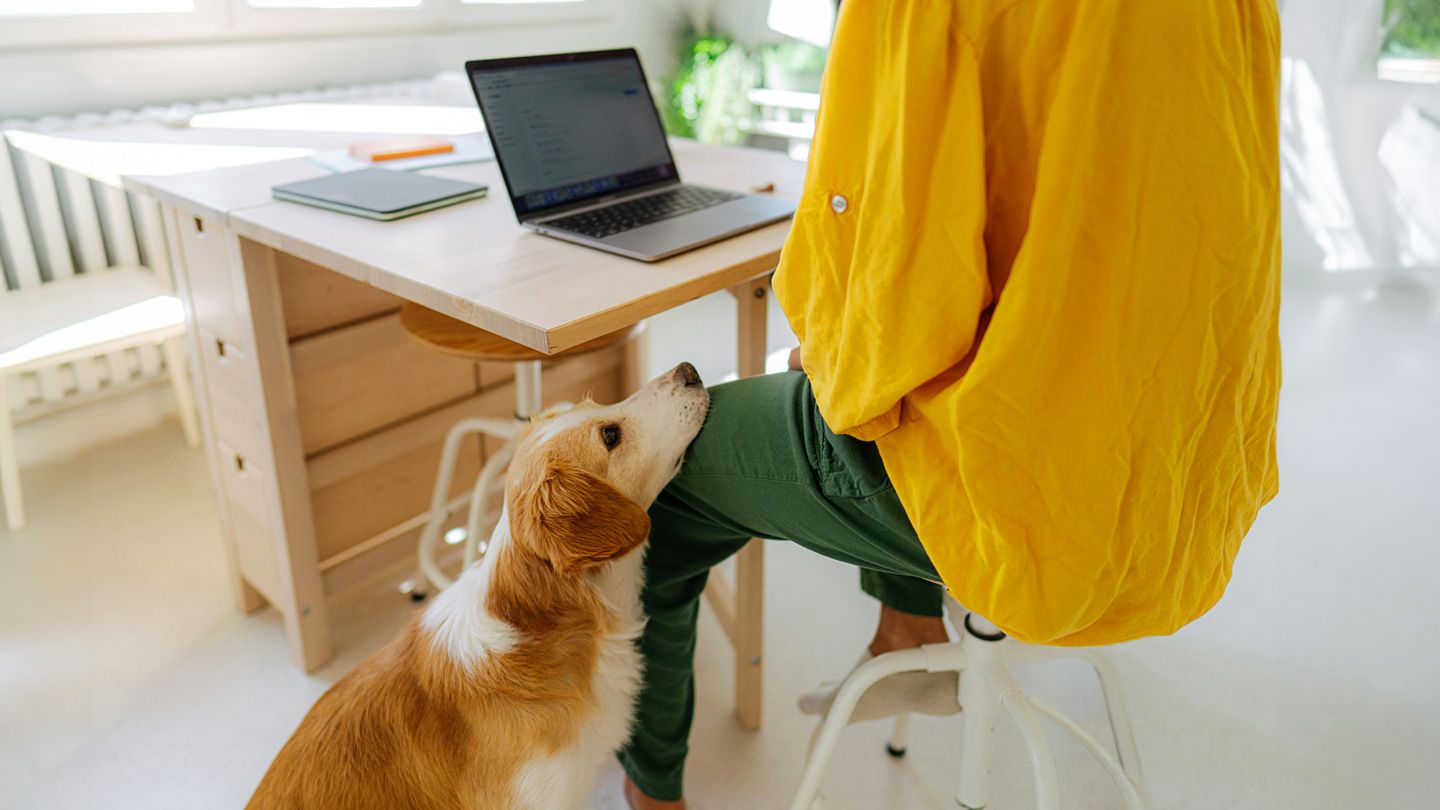 person working from home with sad dog waiting