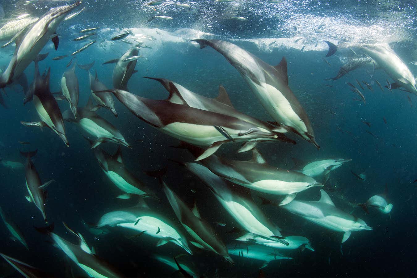 Common dolphins could be impacted by military sonar