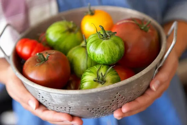 Those funny-shaped, weirdly colored varieties are heirloom tomatoes, grown from seeds passed down for generations and prized for distinctive flavors. 