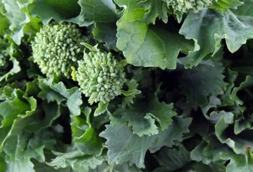 Photo of broccoli rabe.