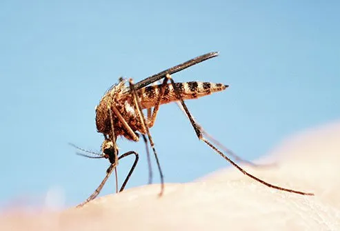 Summer safety facts remind us to take precautions against mosquitoes which can harbor disease.  