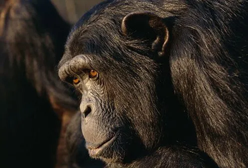 Around 1900, a hunter got the AIDS virus from a Pan troglodytes chimpanzee.