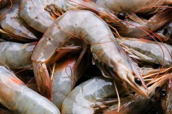 Shrimp come in a variety of colors including white, gray, light blue, red, dark gray and pink.