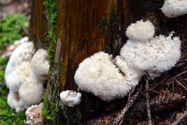 These large white fungi get their name from their fur, which looks like a lion's mane.