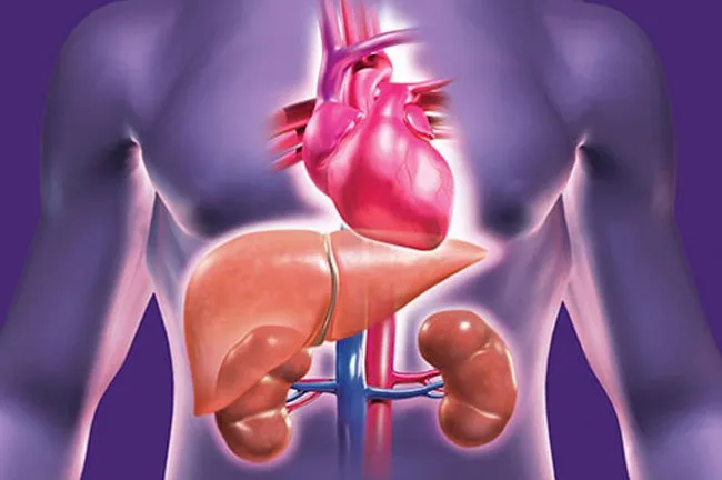 High-dose, long-term effects of anabolic steroids can damage your liver, kidneys, and heart.