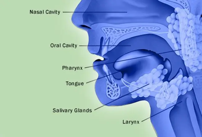 Head and neck cancers are most likely to affect men over age 50.