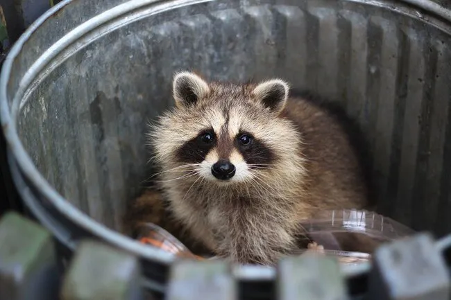 Raccoons are not usually dangerous, but they can be aggressive if they feel threatened. 