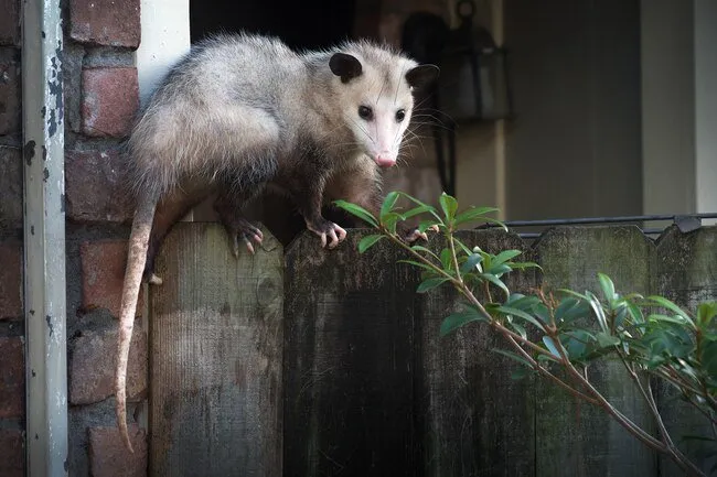 Opossums get scared easily and they eat insects and pests in the garden. 