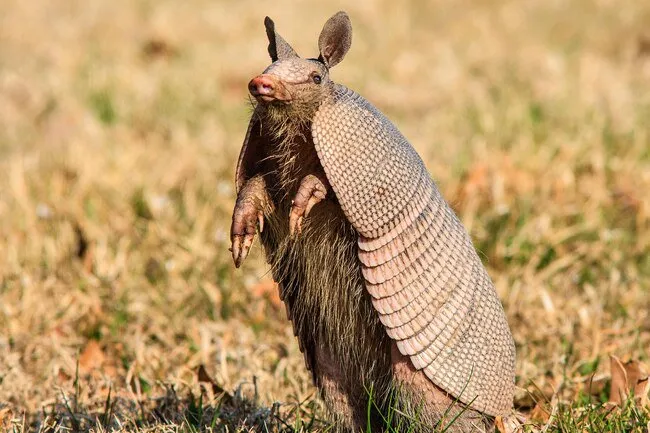 If you need to catch an armadillo, try using a trap. 