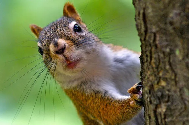 Squirrels and chipmunks may harbor fleas and ticks. 