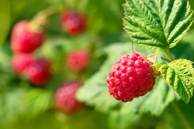 Raspberries are rich in fiber and relatively low in carbs. 