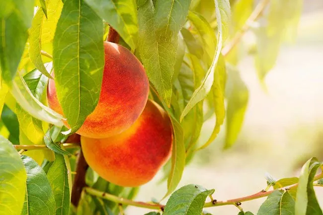 You can eat more peaches than other kinds of fruit because it is low in carbs. 