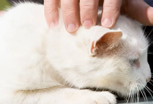 Only CA-MRSA strains have been documented to do this with pets.