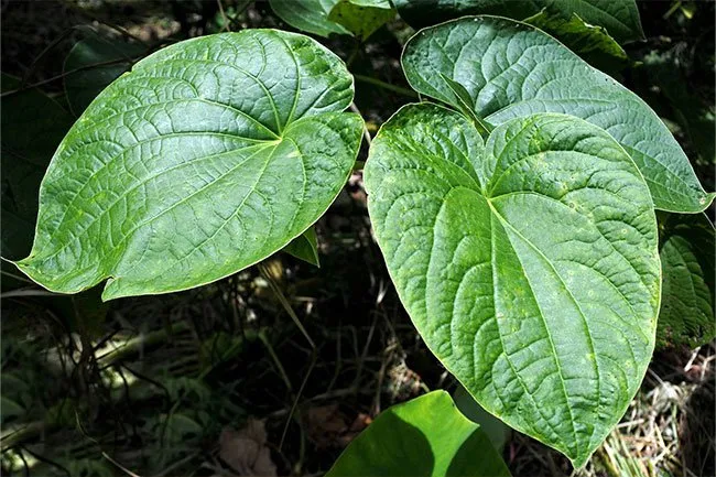 Kava is an herb that is useful for anxiety and to help you fall asleep. 