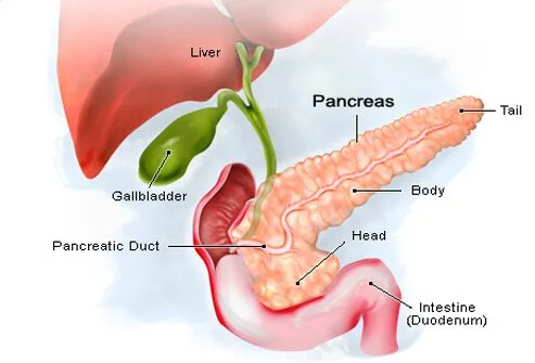 Illustration of the pancreas and surrounding organs.