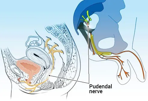 The pudendal nerve is the nerve of the perineum, the area between the anus and vulva in women or the scrotum in men.