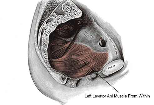 The levator ani is a muscle that lies on both sides of the pelvis.