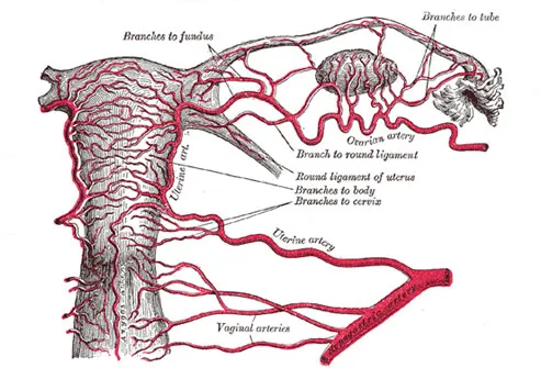 Many causes of pelvic pain result in chronic pain.