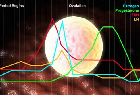 The slide shows a chart that illustrates the various hormones that increase and decrease during a woman's normal monthly menstrual cycle.