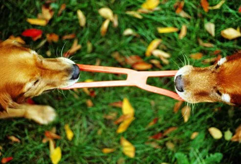 Photo of dogs playing tug of war.