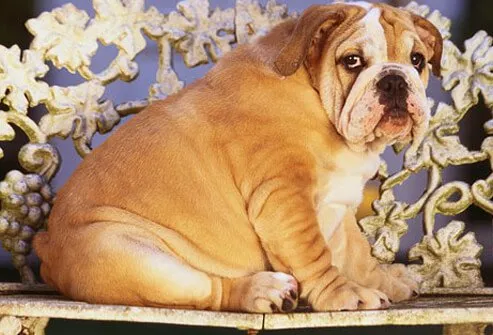 Photo of an overweight bulldog.