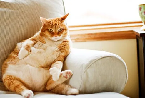 Photo of extremely fat cat on sofa.