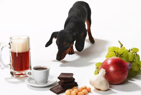 Photo of daschund and toxic foods.