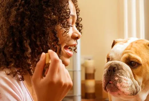 Photo of woman training bulldog with treat.