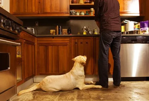 Photo of dog watching while man cooks.