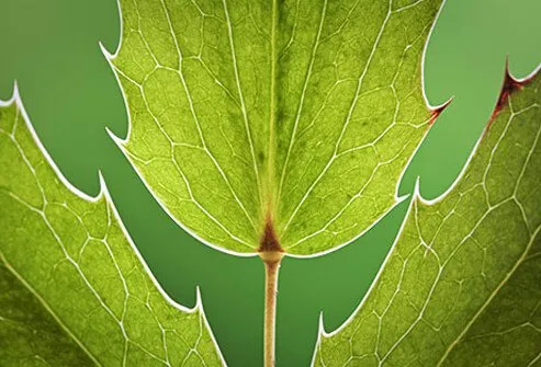 Green spiny leaves of a plant. 