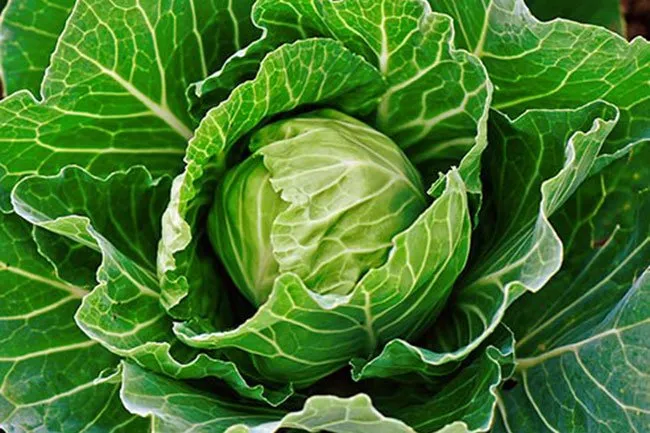 There's no evidence applying cabbage leaves to joints helps relieve pain. 