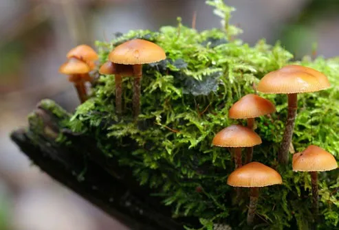 Some wild mushrooms have toxins like agaritine and amatoxin.