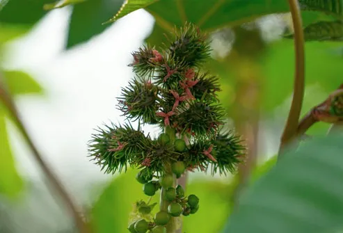 If you chew and swallow castor beans, you can be exposed to a poison called ricin.