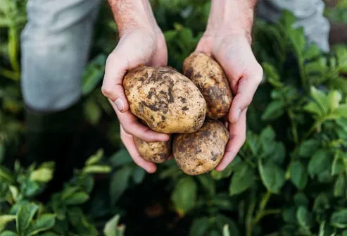 What do you do with a potato that's turned green?