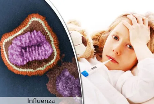 Flu illness begins one to four days after the virus enters your body.