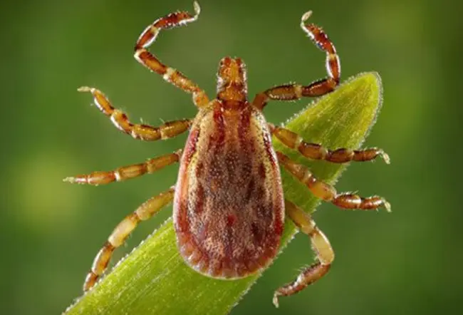 Rocky Mountain spotted fever (RMSF) is an illness caused by bacterial infection. 