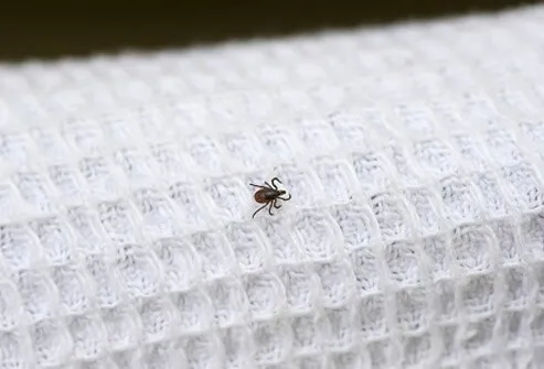 Wear light-colored clothing which allows you to see ticks that are crawling on your clothing.