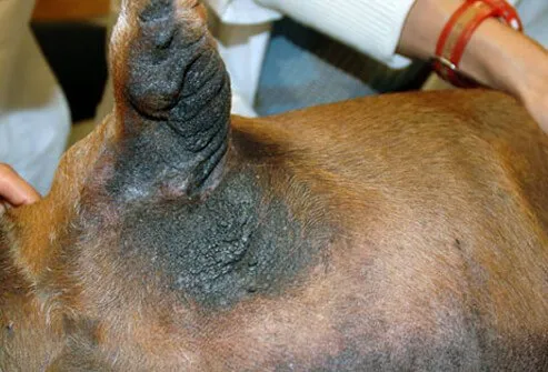 Extreme discoloration on dogs leg and back