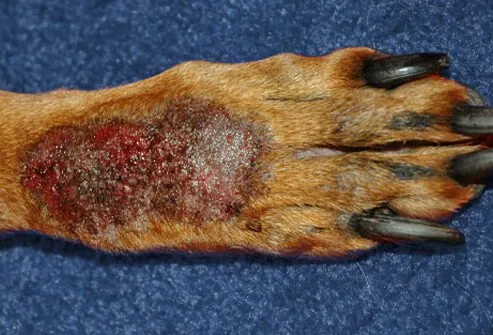 Back of paw affected by acral lick dermatitis