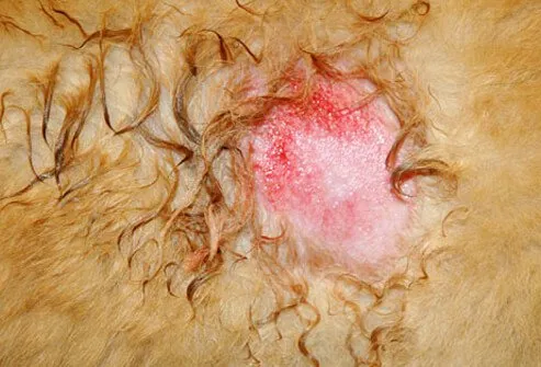 Inflamed hot spot on dog's back