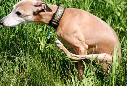 Dog Scooting in Yard