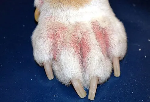 Dog paw red and irritated with allergy