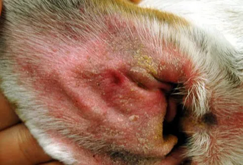 Inside of dog's ear filled with yeast