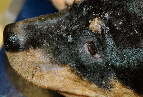 Black dog's head covered with Seborrhea