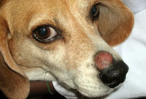 Beagle with ringworm on nose