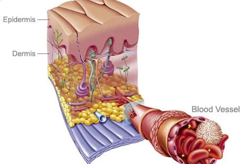 After you quit smoking, blood flow improves.