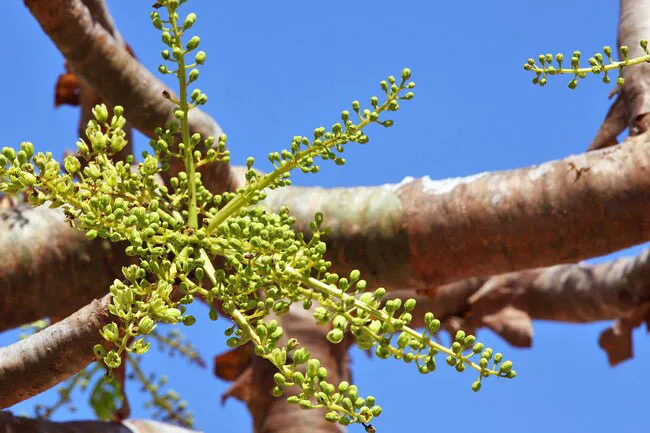 Also called Indian frankincense, this plant extract has been a part of African and Asian folk medicine for centuries.