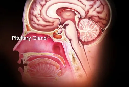 This gland produces TSH, which signals the thyroid gland to make thyroid hormones.