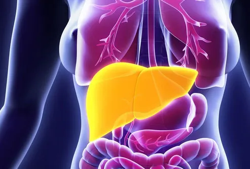 Your liver can repair and regenerate itself. 